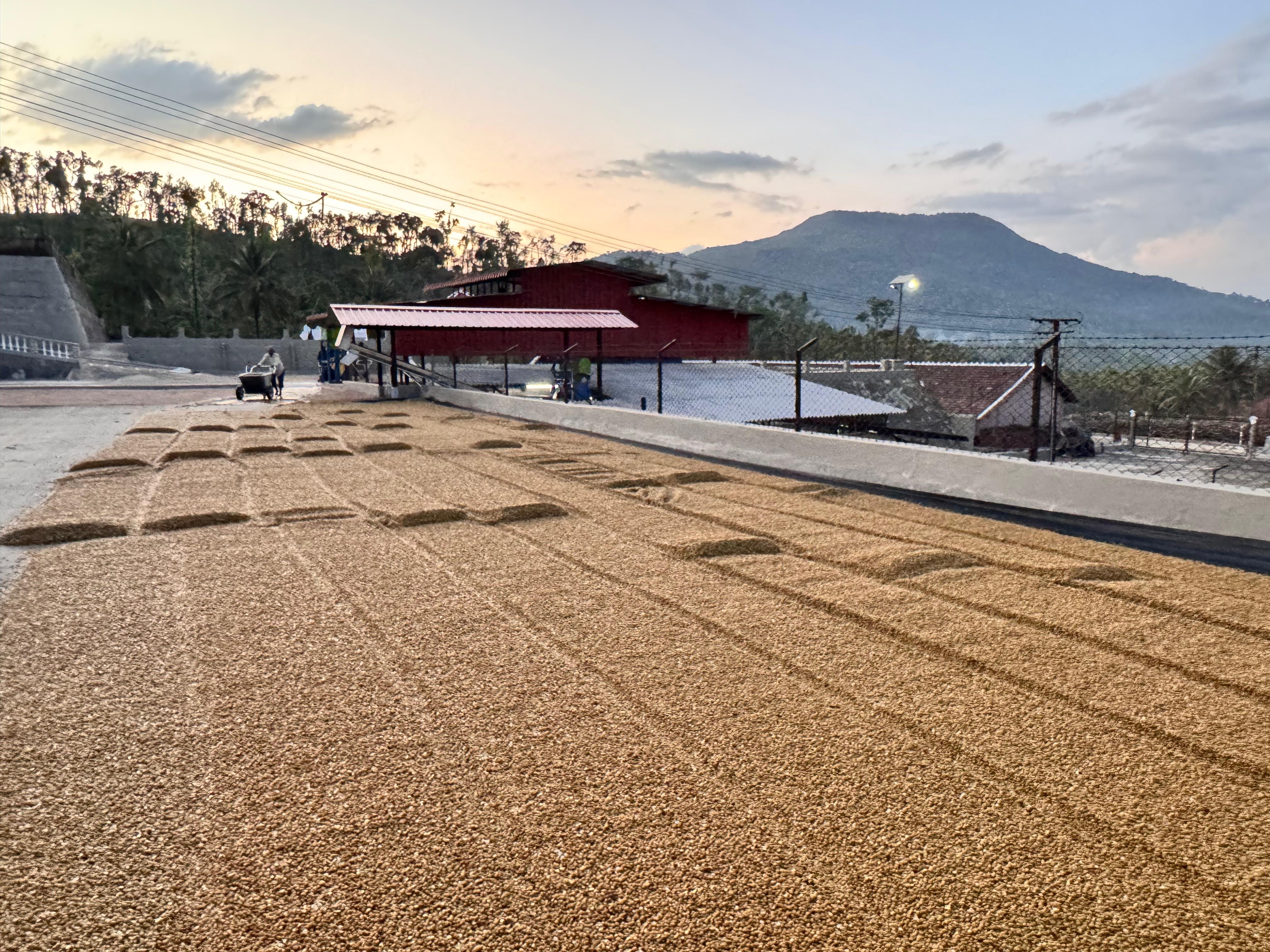Sun Drying